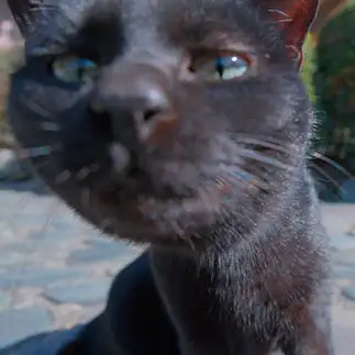 好奇心旺盛自己主張強すぎるネコ　　外猫屋にゃん蔵さん