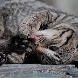 足の匂いが気になりすぎるネコ　　外猫屋にゃん蔵さん
