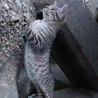 姿勢がグイ～ンと良すぎるネコ　　外猫屋にゃん蔵さん