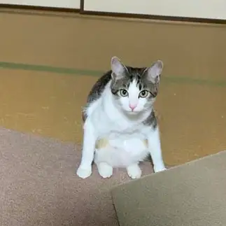 どっしり構えすぎるネコ　　ゆうさん