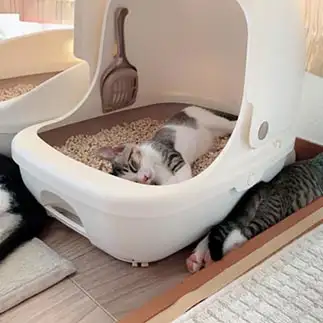 どうでもよすぎるネコ　　ぱりぱりんさん