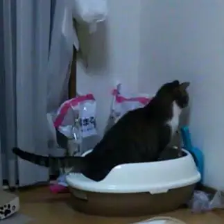 壁が近くても我慢すぎるネコ　　パンキチさん