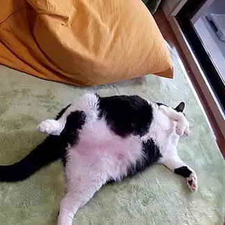 座・気ままクッションと同じすぎるネコ　　なおたんさん