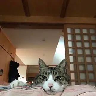 愛の眼差しがすぎるネコ　　大峠百代さん