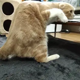背中が直角すぎるコソ泥すぎるネコ　　みぃさん