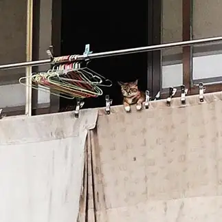 洗濯バサミが足りないから猫の手も借りたすぎるネコ　　kozeniさん