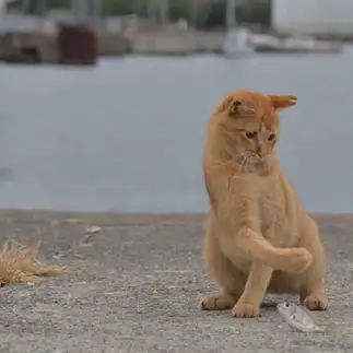 魚の好みが激しすぎるネコ　　播磨雅子さん