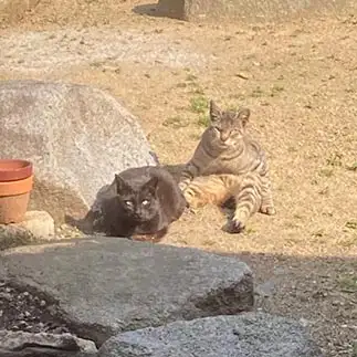 くつろぎすぎる野良猫すぎるネコ　　ねこ。さん
