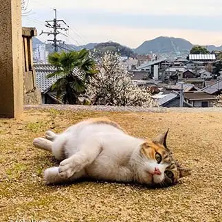 何も考えなさすぎるネコ　　t.takaharuさん