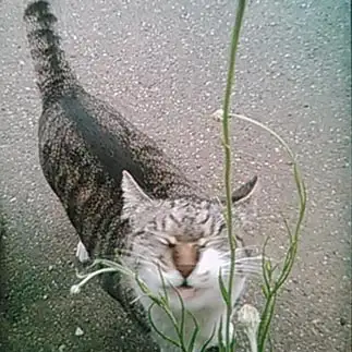 花粉症でカフンカフンしているのに花が好きすぎるネコ　　瀬加さん