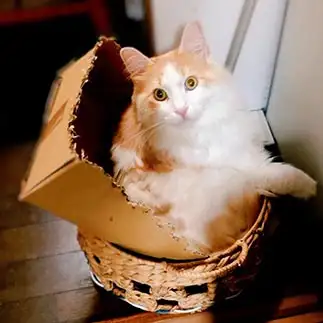 窮屈すぎるネコ　　だいぢゅさん