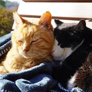 仲良すぎる公園猫すぎるネコ　　こうださん
