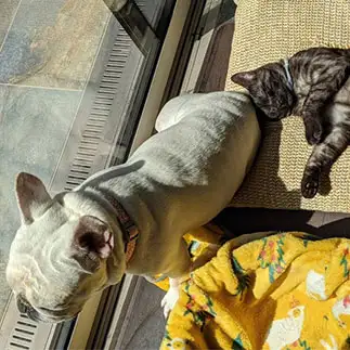 昼寝の達人すぎるネコ　　ねこちゃままんさん