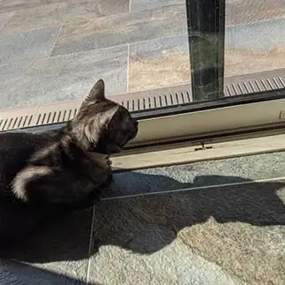 バットマンすぎるネコ　　ねこちゃままんさん