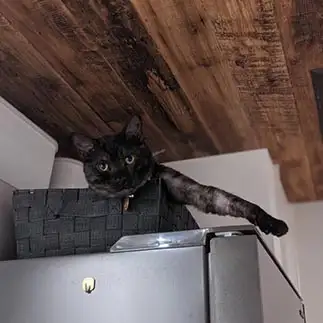上からすぎるネコ　　ねこちゃままんさん