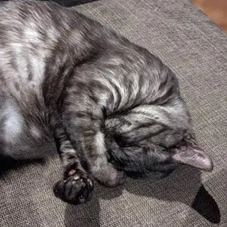 ガッツポーズすぎるネコ　　ねこちゃままんさん