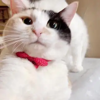 自撮りブレすぎるネコ　　すがさん