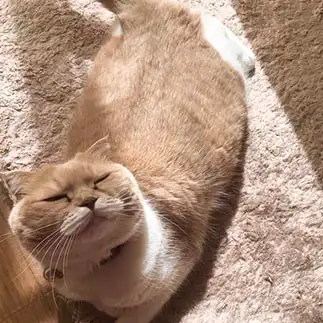 まぶしすぎるネコ　　りんりんさん
