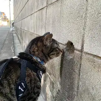 ガン見すぎるネコ　　りんりんさん