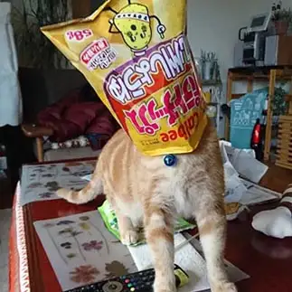 食い意地すごすぎるネコ　　レオさん