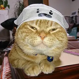 似合わなさすぎるネコ　　レオさん