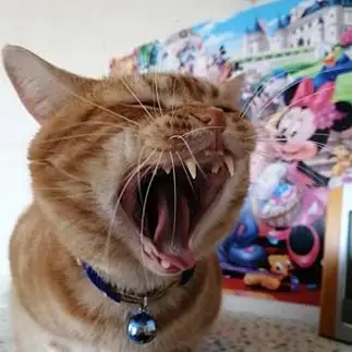 叫びすぎるネコ　　レオさん