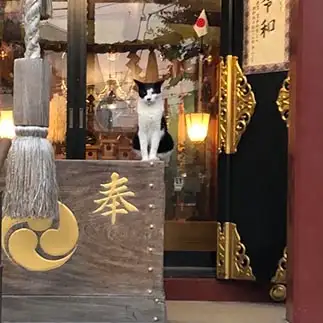 厳重警備すぎるネコ　　みたんさん