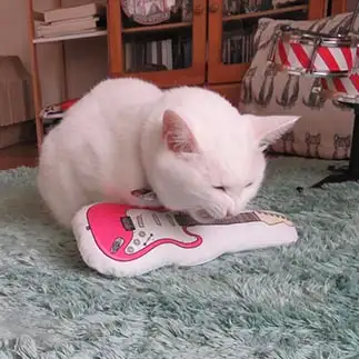 ロックすぎるネコ　　シバシバさん