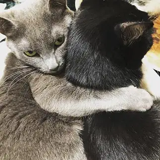 仲良しのふりをしてるネコすぎるネコ　　こっけさん