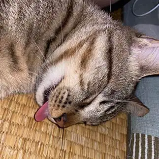 しまい忘れすぎるネコ　　ゆずままさん