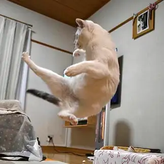 カンフーすぎるネコ　　カバ丸1号さん