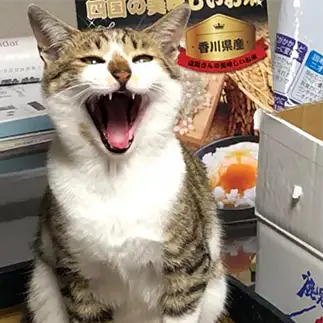 ◎△＄♪×￥●＆％＃？！すぎるネコ　　ゆうさん