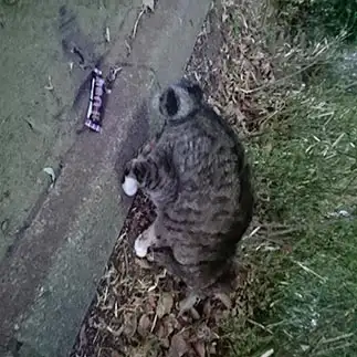 しっぽがくるりんすぎるネコ　　しっぽさん