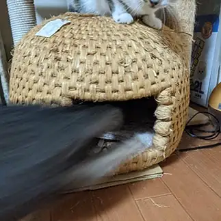 もののけすぎるネコ　　ひまわり屋ひまさん