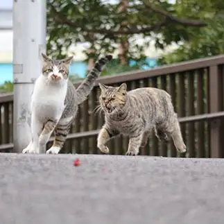 怒られても気にしなすぎるネコ　　はんちゃんさん