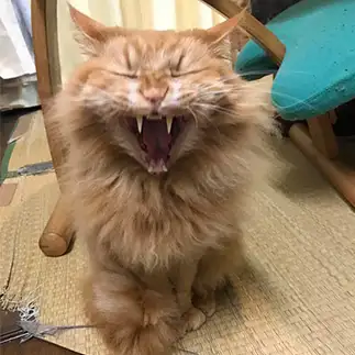 美味しいごはんをねだりすぎるネコ　　西岡ひろみさん