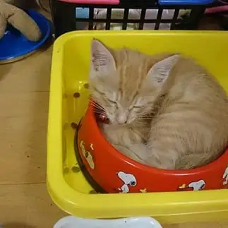 独り占めしすぎるネコ　　コムギさん