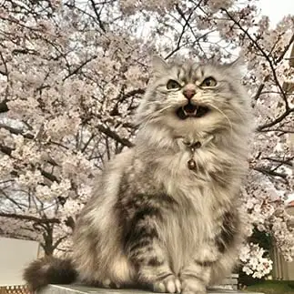 さくらさくらを熱唱しすぎるネコ　　いわし☆さん