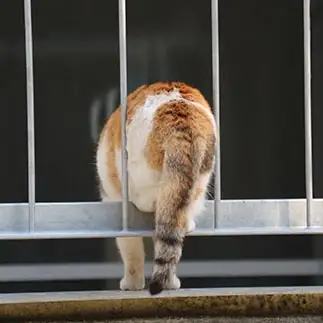 通り抜ける気なら早く通り抜けたらいいのにすぎるネコ　　はんちゃんさん