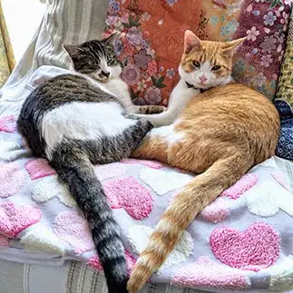 ビッグハートすぎるネコ　　ひまわり屋ひまさん
