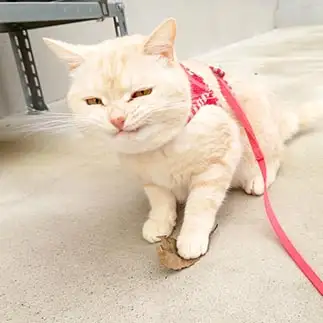 「越後屋、お前も悪よのぉ」すぎるネコ　　きなこはくさん
