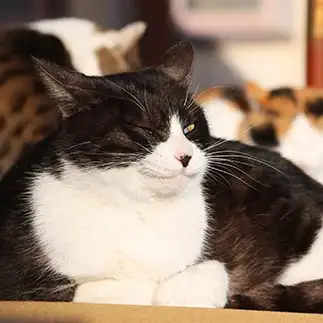 マダムキラーすぎるネコ　　おいにゃんさん