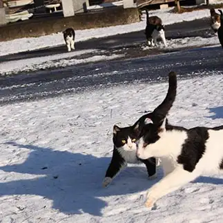 雪ではしゃぎ回る先輩猫にビビりすぎるネコ　　おいにゃんさん