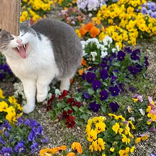 お花畑でつかまえて?すぎるネコ　　にゃ太郎さん