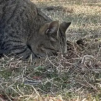 穴があったら入りたいすぎるネコ　　ハムカツさん