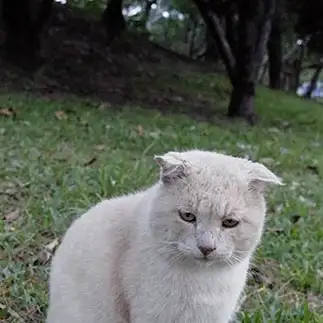 しょんぼりすぎるネコ　　メオウさん