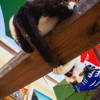 ナルシストすぎるネコ　　小野 一俊さん