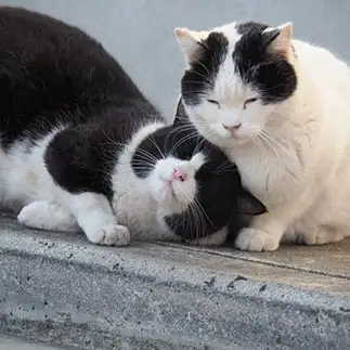 甘え上手すぎるネコ　　黒猫カレンさん
