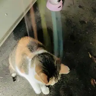 宇宙から降り立った直後すぎるネコ　　ちょこシューさん