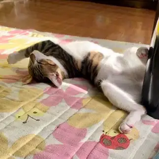 夢の中で右ストレートすぎるネコ　　ゆうさん